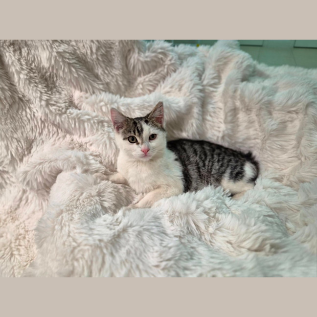 Photo of Kai