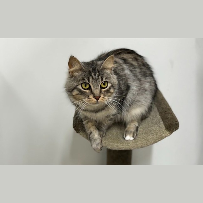 Photo of Silver