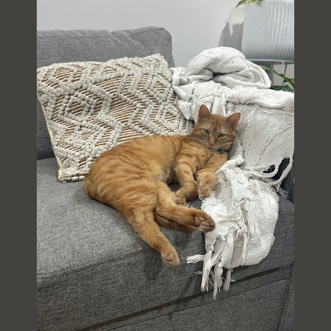 Photo of Chilli
