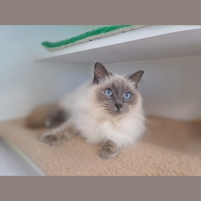 Photo of Rosie 