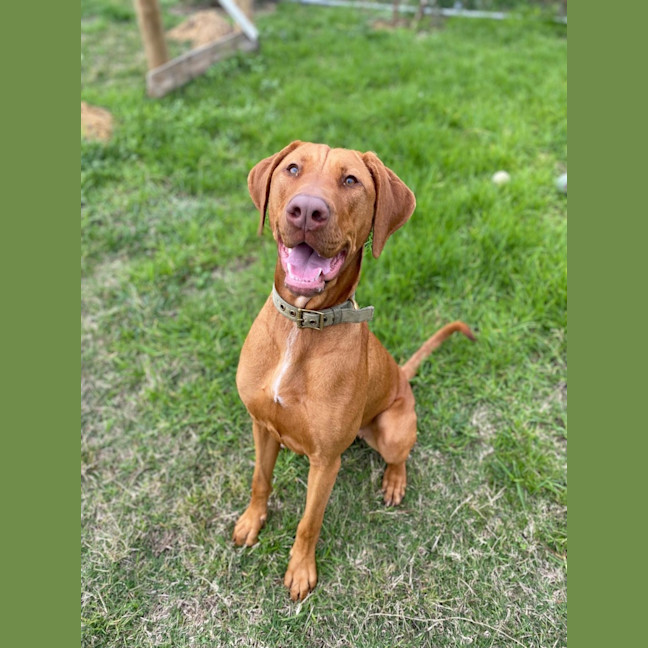 Photo of Olive