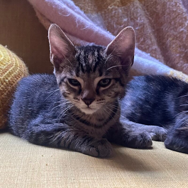 Photo of Cleo