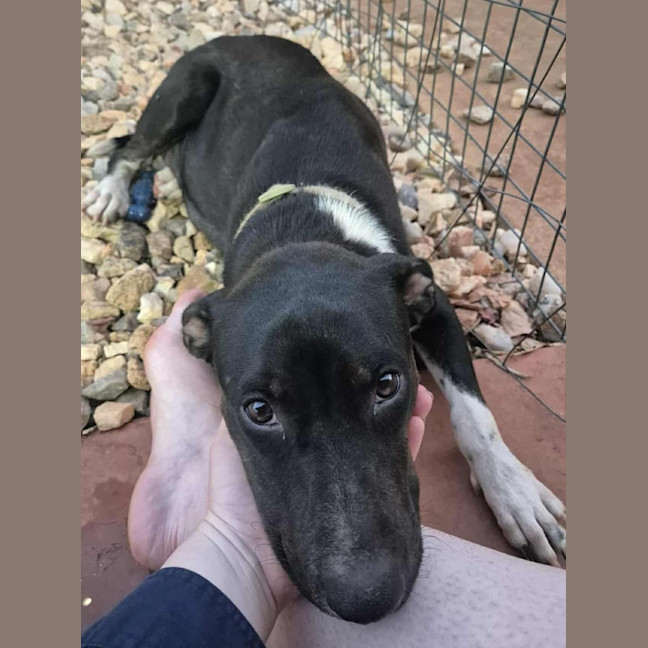 Photo of Juno (Honey)