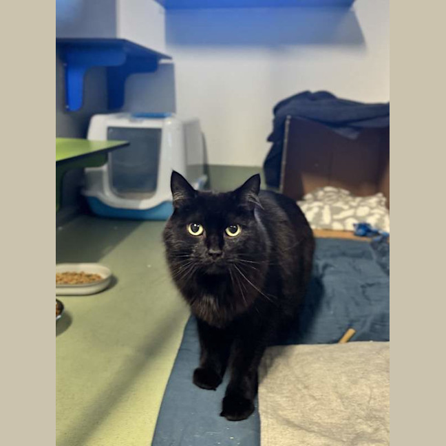 Photo of Jiji