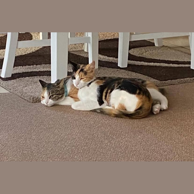 Photo of Holly & Angel