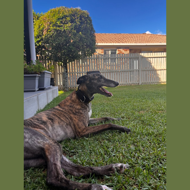 Photo of Bella