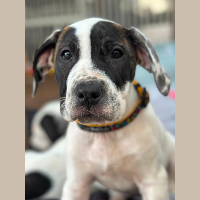 Photo of Bazoo