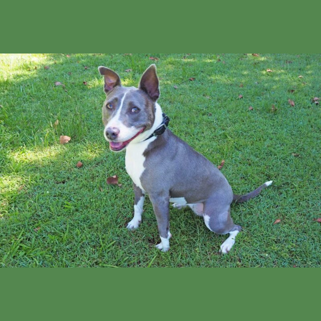 Photo of Bluey