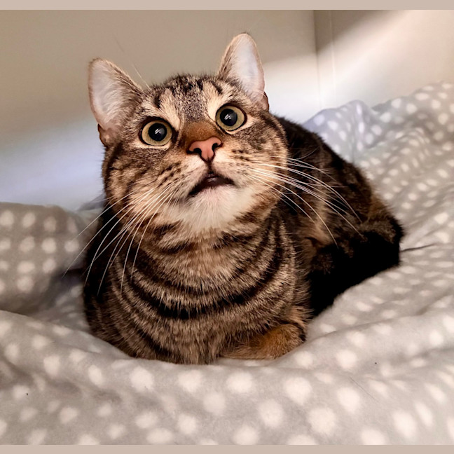 Photo of Moogie