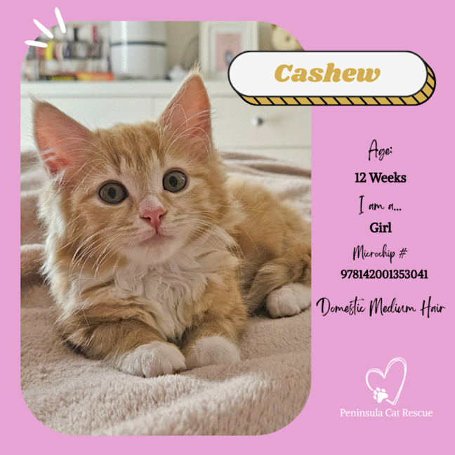 Photo of Cashew