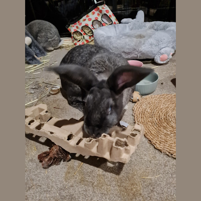 Photo of Cutiepies Lola & Thumper