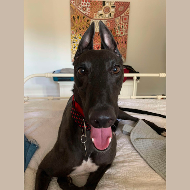 Photo of Lenny, The Greyhound