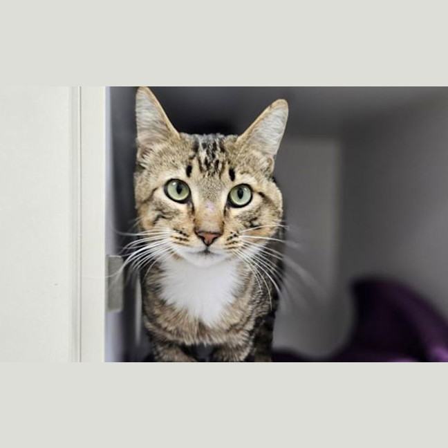 Photo of Comet