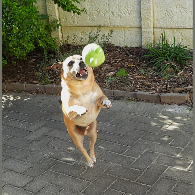 Photo of Barney
