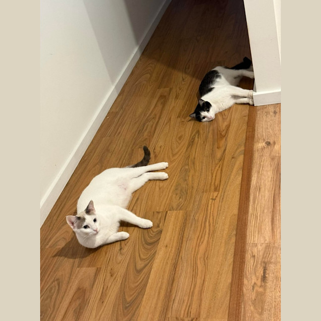 Photo of Oreo & Vanilla 