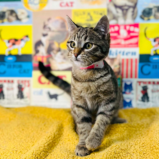 Photo of Meringue   Located In Preston 