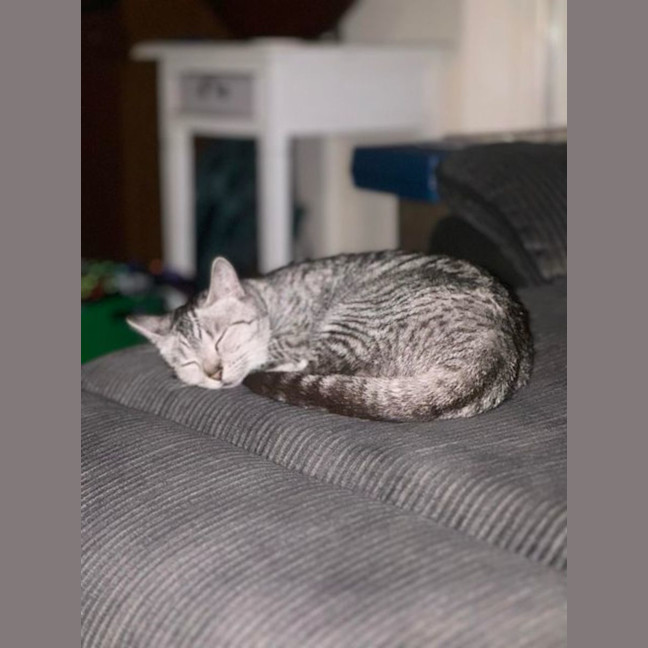 Photo of Pixie