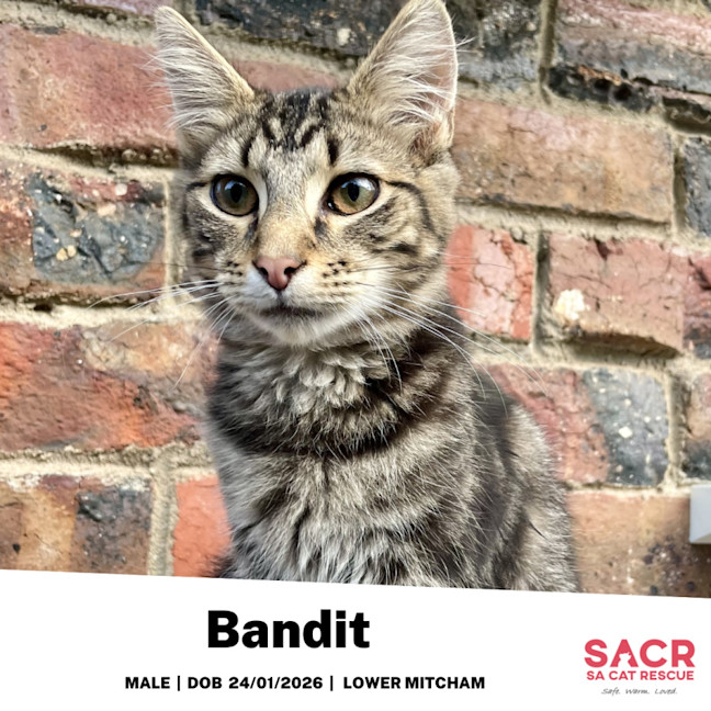 Photo of Bandit