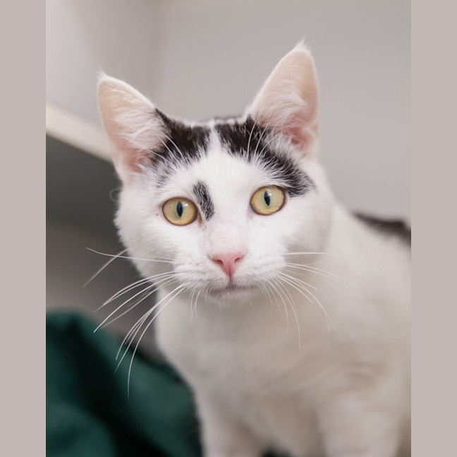 Photo of Pepe Le Pew