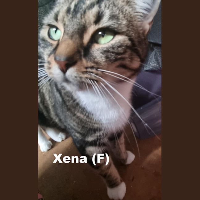 Photo of Xena