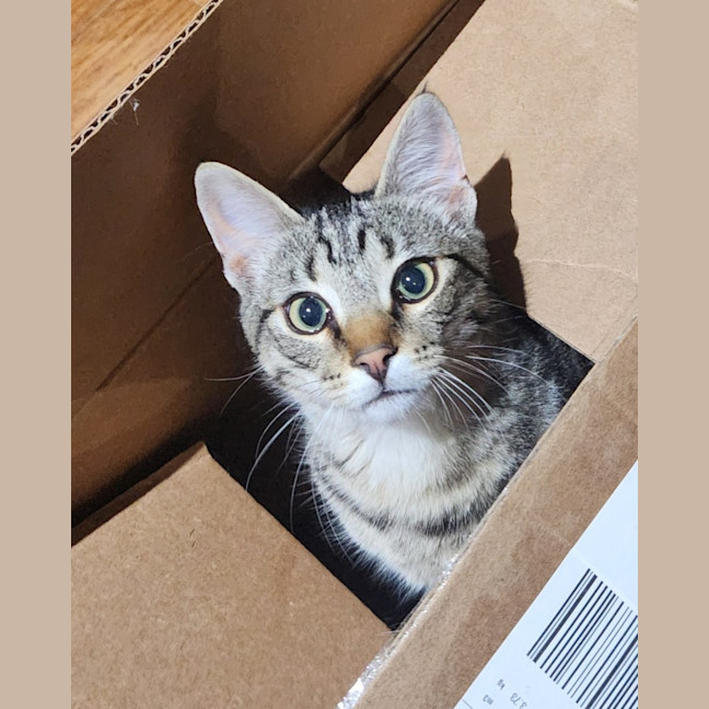 Photo of Cornelius   In Foster Care In Templestowe