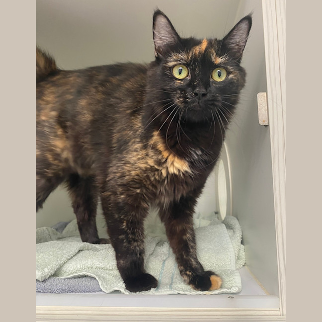 Photo of Ember