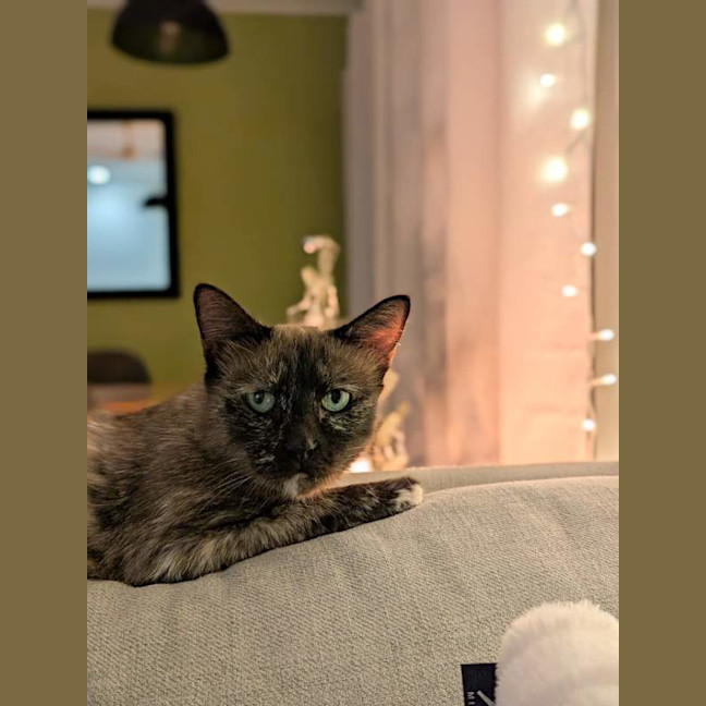 Photo of Sheeba