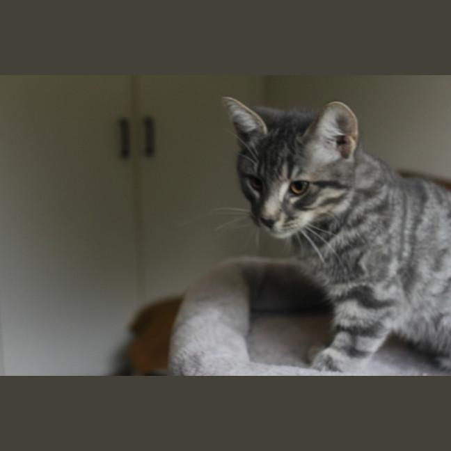 Photo of Mercury