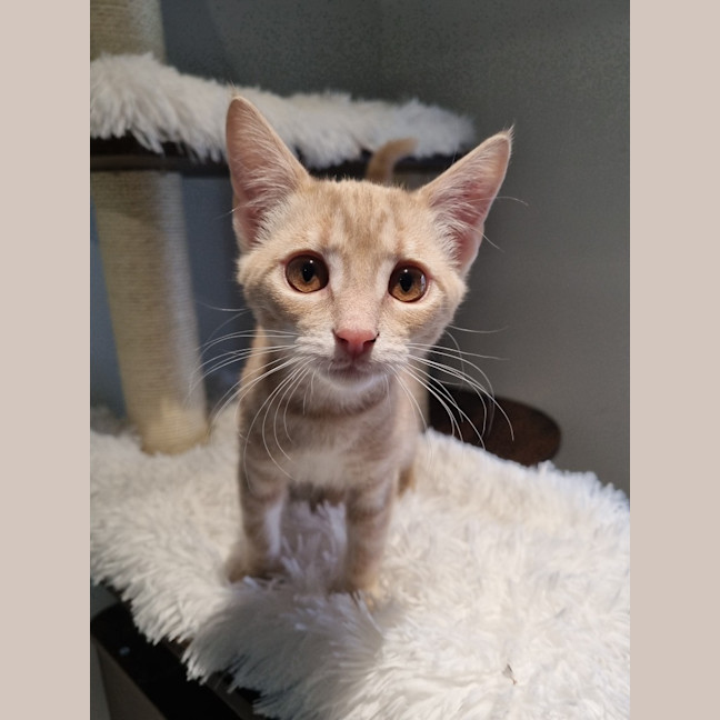 Photo of Butterscotch 