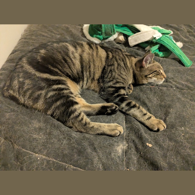 Photo of Spark