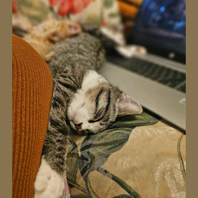 Photo of Truffle & Faun 