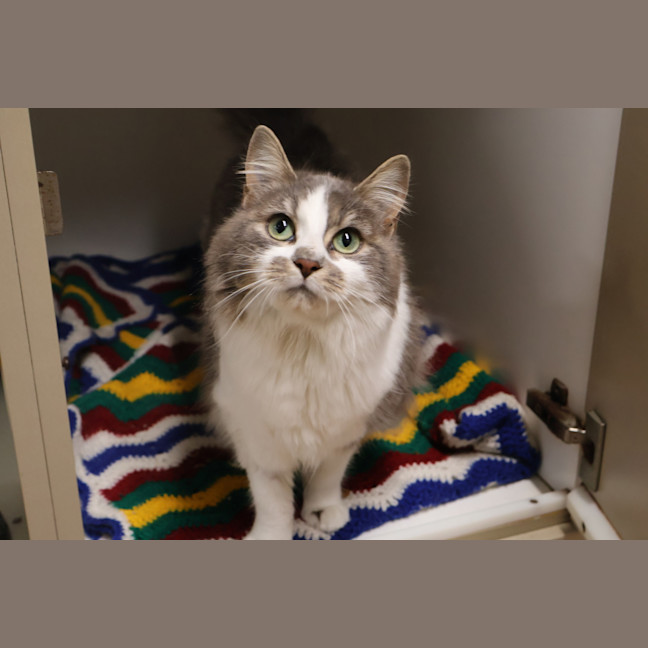 Photo of Skittles
