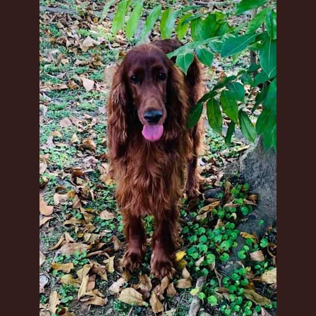 Photo of Coco