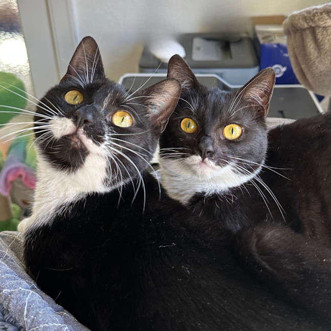 Photo of Peppa & Tabitha