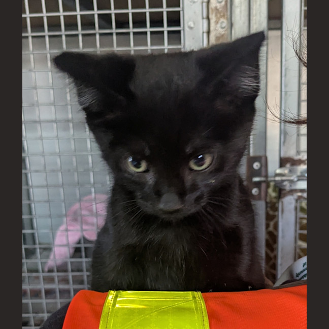 Photo of Scar