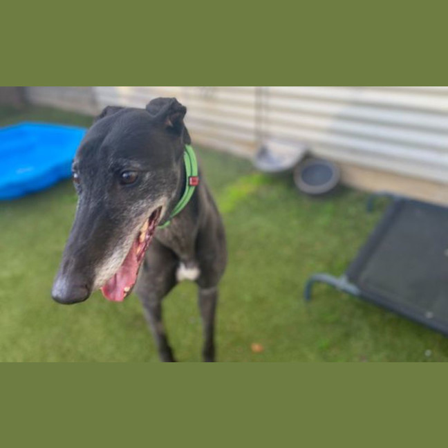 Photo of Duke
