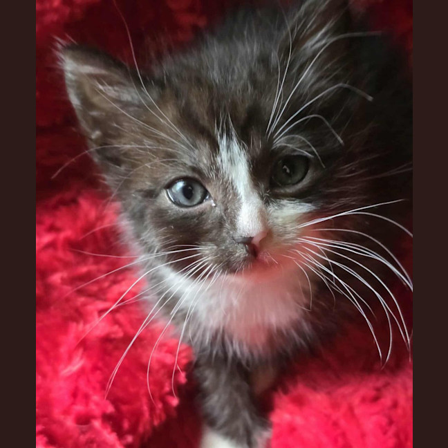 Photo of Horatio