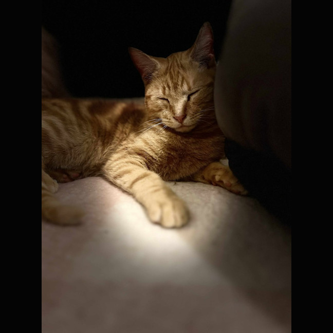 Photo of Gigi   Located In Frankston