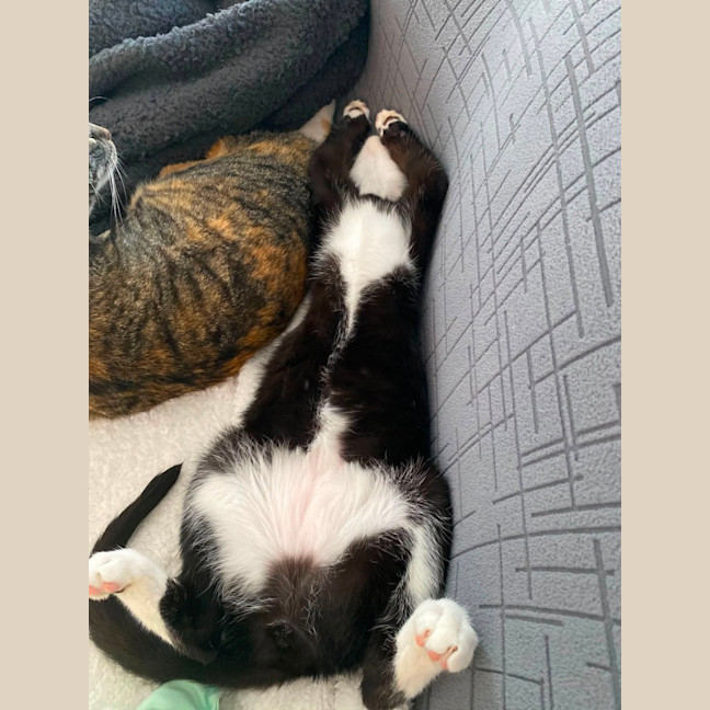 Photo of Fig