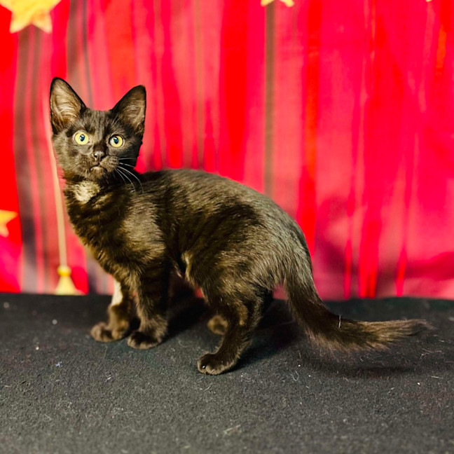 Photo of Boo (Located In Preston) 