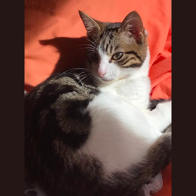 Photo of Max And Milo