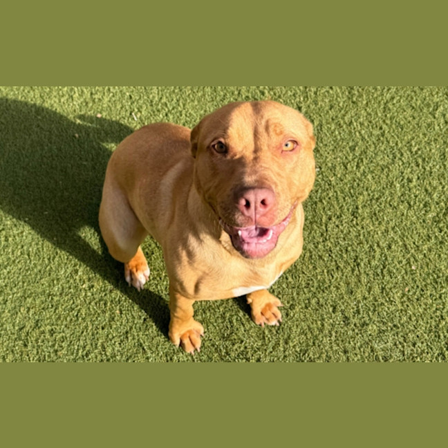 Photo of Marley
