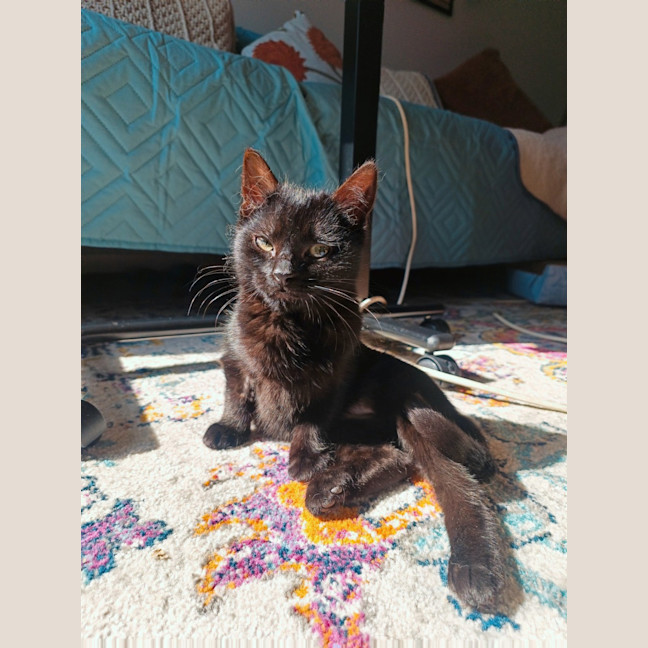 Photo of Etienne (Was Curly Sue)