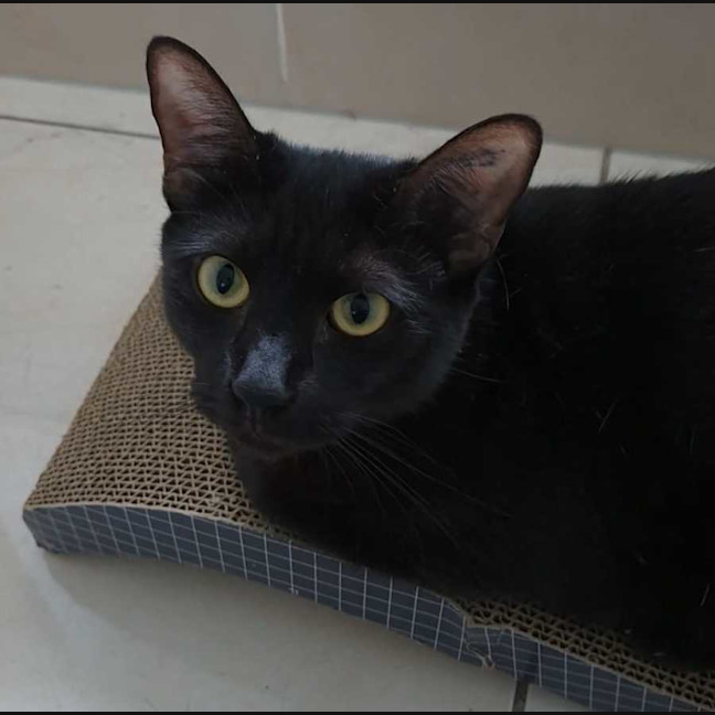 Photo of Anubis & Bastet