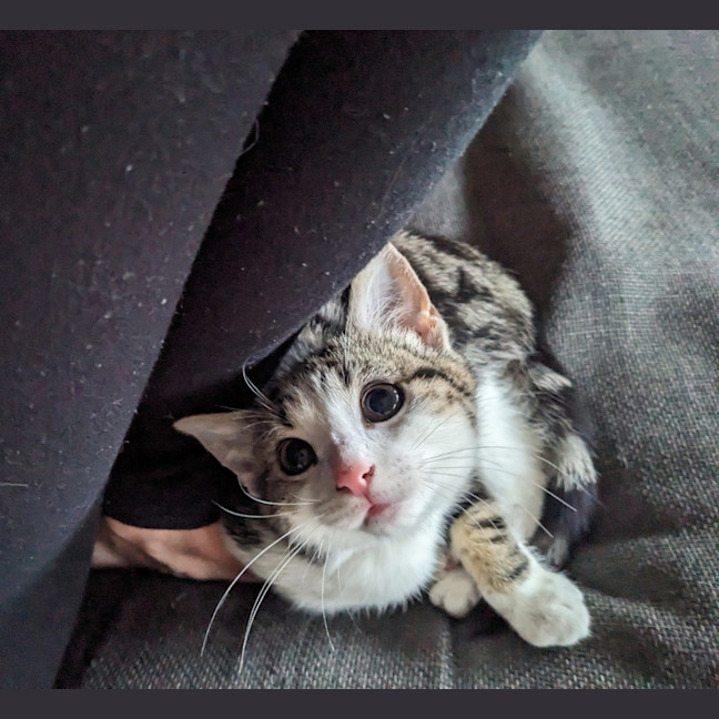Photo of Teto