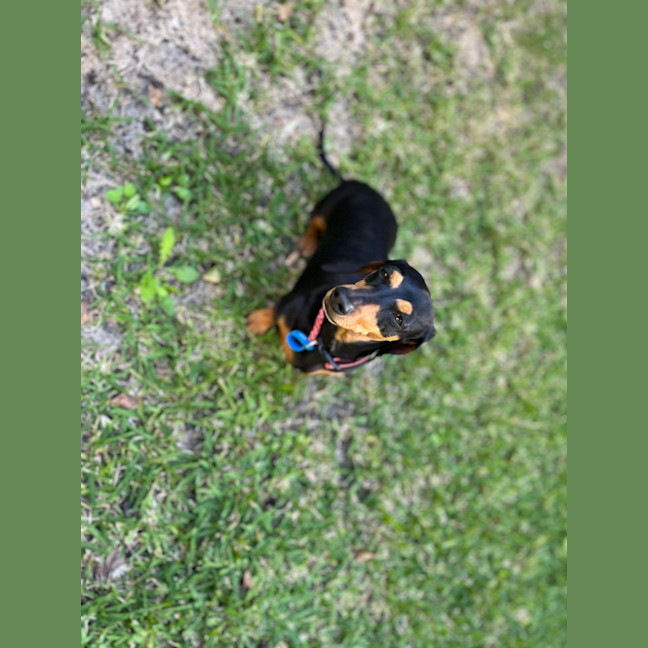 Photo of Daisy