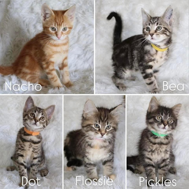 Photo of 11251/2/3/4/5   Nacho, Dot, Bea, Flossie & Pickles