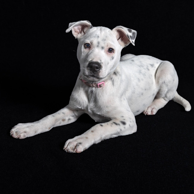 Photo of Stella
