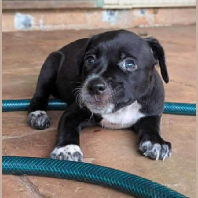 Photo of Kahlua