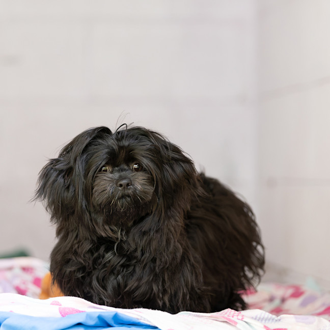 Photo of Mishka 